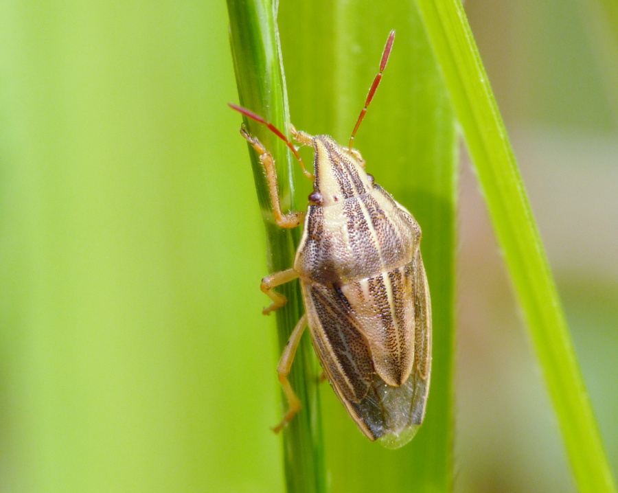 Pentatomide: Aelia acuminata di Livorno